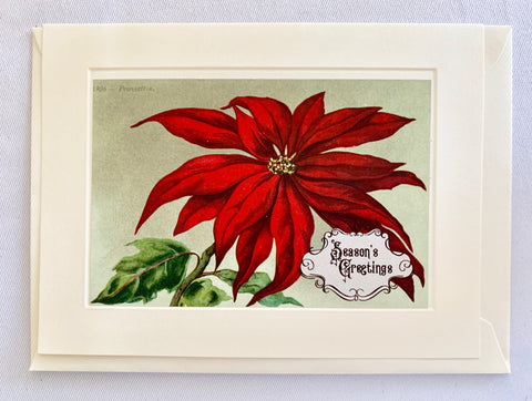 Christmas "Season's Greetings" Poinsettia Greeting Card